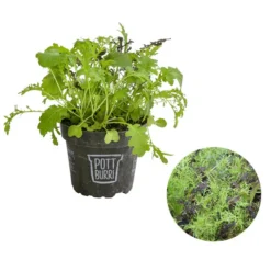 Bio Asia Wildkräuter Im Pottburri®-Topf