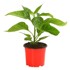 Chili 'Scotch Bonnet' 7 Chili 'Scotch Bonnet' -Angebote Biohort Store 8830614 PR FS 002 CapsicumChinenseChiliScotchBonnetDehnerExpressHerzig