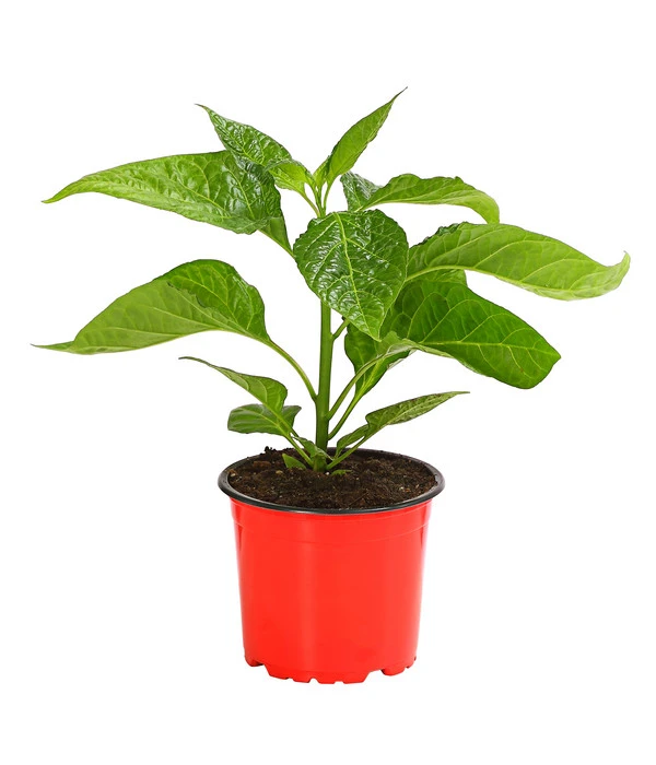 Chili 'Scotch Bonnet' 4 Chili 'Scotch Bonnet' – Bild 2