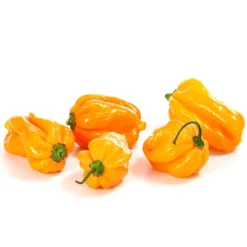 Chili 'Scotch Bonnet' 8 Chili 'Scotch Bonnet' -Angebote Biohort Store 8830614 WE DE 001 ChiliScotchBonnet