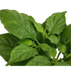 Geisterchili 11 Geisterchili -Angebote Biohort Store 8830630 WE DE 002 IndischerGeisterchili