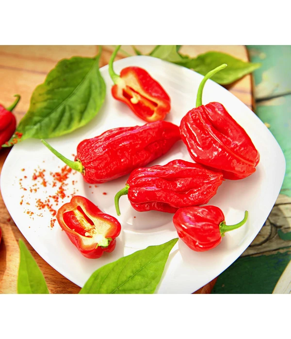 Geisterchili 3 Geisterchili