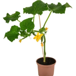 Bestseller -Angebote Biohort Store 8830747 WE FS 002 Minischlangengurke