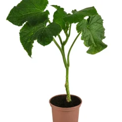 Bestseller -Angebote Biohort Store 8830788 WE FS 001 Schlangengurke