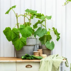 Snackgurke -Angebote Biohort Store 8830960 20200717 PR MO 001 Gurke CucurbitaePepoZucchiniGruen 2021 GC13 01