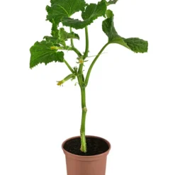 Snackgurke -Angebote Biohort Store 8830960 WE FS 001 SnackgurkeDehnerExpressHerzig