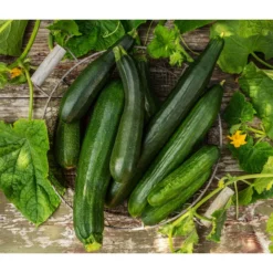 Schlangengurke -Angebote Biohort Store 8831000 8830788 WE MO 001 GurkeZucchini