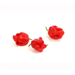 Chili 'Carolina Reaper' -Angebote Biohort Store 8831133 PR DE 002 ChiliPeperoniCarolinaReaperCapsicumChinenseT12DehnerExpressHerzig
