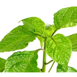 Chili 'Carolina Reaper' -Angebote Biohort Store 8831133 WE DE 001 ChiliCarolinaReaperDehnerExpressHerzig