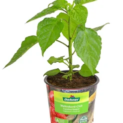 Chili 'Carolina Reaper' -Angebote Biohort Store 8831133 WE FS 001 ChiliCarolinaReaperDehnerExpressHerzig