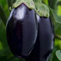 Aubergine -Angebote Biohort Store 8831380 WE DE 001 SolanumAubergine
