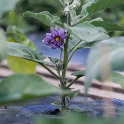 Aubergine -Angebote Biohort Store 8831380 WE MO 002 SolanumAubergineBluete