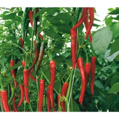 Rote Peperoni, Scharf 11 Rote Peperoni, Scharf -Angebote Biohort Store 8831687 WE DE 001 CapsicumAnnuumFireflameVolmary