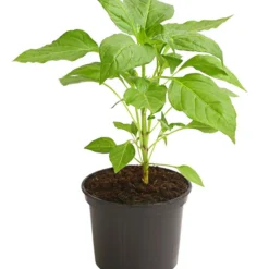 Milde Peperoni -Angebote Biohort Store 8831695 WE FS 001 PeperoniMildCapsicumAnnuumLongumDehnerExpressHerzig