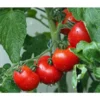 Bioland Buschtomate -Angebote Biohort Store 8831968 WE MO 001 BioBuschtomate