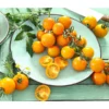 Cherrytomate 'Sungold' -Angebote Biohort Store 8832107 8839326 WE MO 001 CocktailtomateGelb