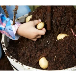 TomTato® Tomatenkartoffel -Angebote Biohort Store 8832859 WE DE 009 TomtatoTomoffel