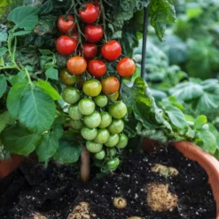 TomTato® Tomatenkartoffel -Angebote Biohort Store 8832859 WE MO 004 TomtatoTomoffel