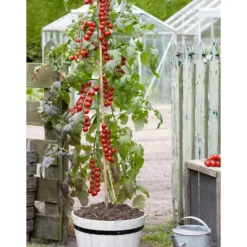 TomTato® Tomatenkartoffel -Angebote Biohort Store 8832859 WE MO 007 TomtatoTomoffel