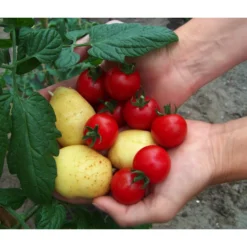 TomTato® Tomatenkartoffel -Angebote Biohort Store 8832859 WE MO 010 TomtatoTomoffel