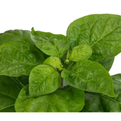 Chili 'Habanero', Orange 11 Chili 'Habanero', Orange -Angebote Biohort Store 8833543 WE DE 002 ChiliHabaneroOrange