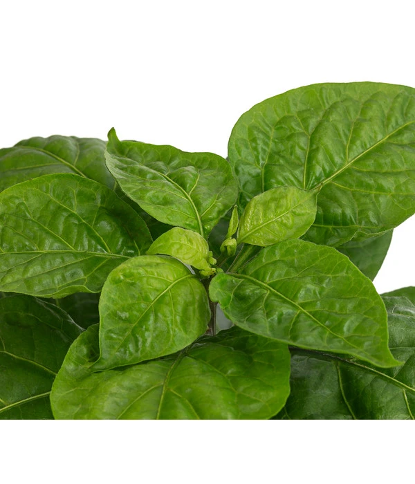 Chili 'Habanero', Orange 7 Chili 'Habanero', Orange – Bild 5