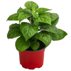 Chili 'Habanero', Orange 8 Chili 'Habanero', Orange -Angebote Biohort Store 8833543 WE FS 002 ChiliHabaneroOrange