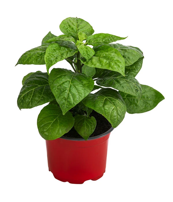 Chili 'Habanero', Orange 4 Chili 'Habanero', Orange – Bild 2