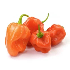 Chili 'Habanero', Orange 9 Chili 'Habanero', Orange -Angebote Biohort Store 8833543 WE FS 003 ChiliHabaneroOrange