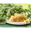 Dehner Ananaskirsche Physalis -Angebote Biohort Store 8837965 WE MO 001 GourmetAndenbeereGoldvital