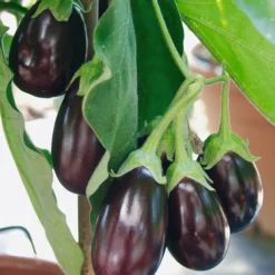 Pick-&-Joy® Aubergine Mit Früchten 8 Pick-&-Joy® Aubergine Mit Früchten -Angebote Biohort Store 8838047 WE DE 001 AubergineOphelliaF1Fruechte