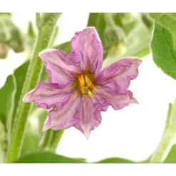 Pick-&-Joy® Aubergine Mit Früchten 9 Pick-&-Joy® Aubergine Mit Früchten -Angebote Biohort Store 8838047 WE DE 001 PickandJoyAubergineT14