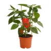 Pick-a-Pep® Paprika, Rot 2 Pick-a-Pep® Paprika, Rot -Angebote Biohort Store 8838740 PR FS 001 PaprikaRotMitFrucht