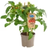 Pick-a-Tom® Cocktailtomate Mit Früchten, Rot -Angebote Biohort Store 8838757 PR FS 002 PickaTomCherrytomateRotT14DehnerExpressHerzig