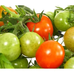 Pick-a-Tom® Cocktailtomate Mit Früchten, Rot -Angebote Biohort Store 8838757 WE DE 001 PickaTomCherrytomateRotT14