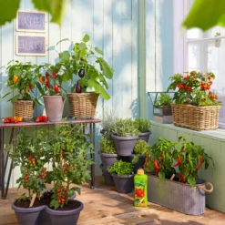 Pick-a-Hot Pep® Peperoni Mit Früchten 9 Pick-a-Hot Pep® Peperoni Mit Früchten -Angebote Biohort Store 8838815 WE MO 001 PickaTomBeerentomateCandyT14 3