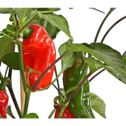 Pick-a-Pep® Snackpaprika Mit Früchten -Angebote Biohort Store 8838823 SnackpaprikaRotMitFrucht