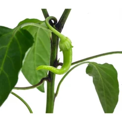 Türkische Peperoni -Angebote Biohort Store 8839094 WE DE 001 TuerkischerPeperon