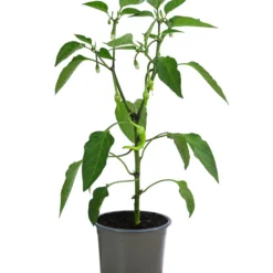 Türkische Peperoni -Angebote Biohort Store 8839094 WE FS 001 TuerkischerPeperoni