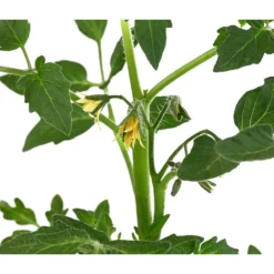 Tomate 'Previa' -Angebote Biohort Store 8839136 WE DE 001 TomatePrevia