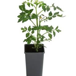 Tomate 'Previa' -Angebote Biohort Store 8839136 WE FS 001 TomatePrevia