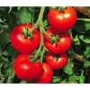 Tomate 'Previa' 1 Tomate 'Previa' -Angebote Biohort Store 8839136 WE MO 001 TomatePrevia
