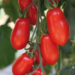 Mini San-Marzano Tomate 'Trilly' 7 Mini San-Marzano Tomate 'Trilly' -Angebote Biohort Store 8839144 we DE 001 TomateTrilly