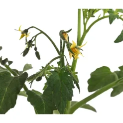 Tomate 'Garance' -Angebote Biohort Store 8839169 WE DE 004 FleischtomateGarance