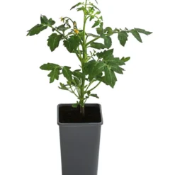 Bestseller -Angebote Biohort Store 8839169 WE FS 001 FleischtomateGarance