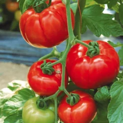 Tomate 'Garance' -Angebote Biohort Store 8839169 WE MO 002 FleischtomateGarance
