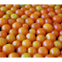 Cherrytomate 'Sungold' -Angebote Biohort Store 8839326 PR MO 001 CherrytomateSungold