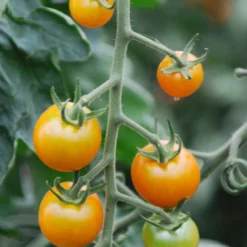 Cherrytomate 'Sungold' -Angebote Biohort Store 8839326 WE DE 001 TomateSungoldGelbCherrytomate