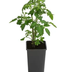 Cherrytomate 'Sungold' -Angebote Biohort Store 8839326 WE FS 001 TomateSundgoldCocktailGelb