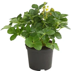 Erdbeere 'Delizz' -Angebote Biohort Store 8840274 WE FS 001 ErdbeereDelizzDehnerExpressHerzig